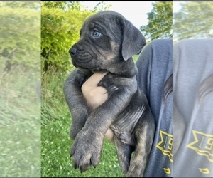 Cane Corso Puppy for sale in LOUISVILLE, OH, USA