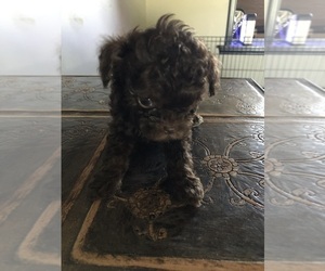 Cockapoo Puppy for sale in HOLDEN, MO, USA