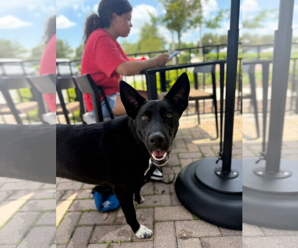 Medium Photo #7 Siberian Husky-Unknown Mix Puppy For Sale in Sanford, FL, USA