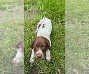 German Shorthaired Pointer Puppy for sale in MELROSE, MN, USA
