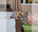 Small #4 Black Mouth Cur-Boxer Mix