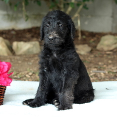 Medium Labradoodle