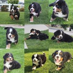 Bernese Mountain Dog Puppy for sale in SANDY, UT, USA