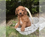 Small #3 Goldendoodle (Miniature)
