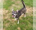 Small #6 Huskies  Mix