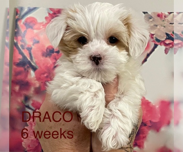 Medium Photo #3 Yorkshire Terrier Puppy For Sale in RUSTBURG, VA, USA