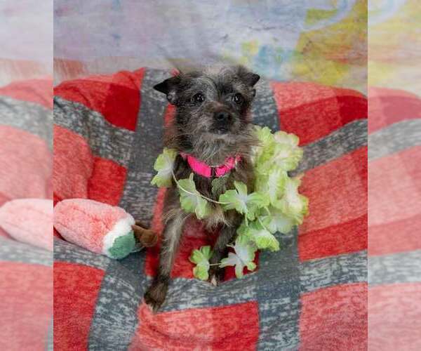 Medium Photo #3 Chihuahua-Unknown Mix Puppy For Sale in Kennesaw, GA, USA