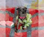 Small #2 Chihuahua Mix