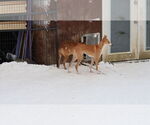 Small #18 Saluki-Whippet Mix