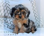 Small #2 Cavapoo (Miniature)