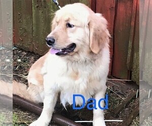 Father of the Golden Retriever puppies born on 06/29/2020