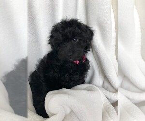 YorkiePoo Puppy for sale in AM FORK, UT, USA