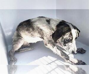 Labrador Retriever Dogs for adoption in Houston, TX, USA