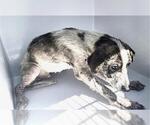 A662331 - Male Labrador Retriever Dog for Adoption - Small photo