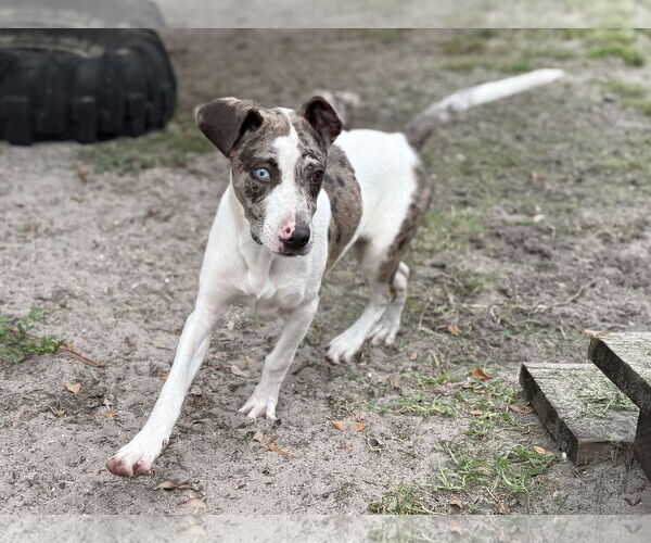 Medium Photo #2 Catahoula Leopard Dog-Labrador Retriever Mix Puppy For Sale in Sanford, FL, USA