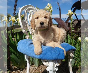 Goldendoodle Puppy for sale in PEYTON, CO, USA