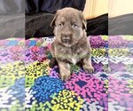 Spiced Orange - Male German Shepherd Dog Puppy for Sale - Photo #3