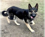 Small #1 German Shepherd Dog
