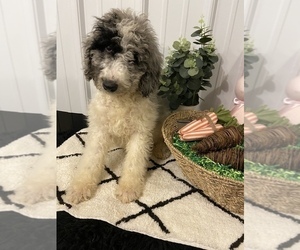 Goldendoodle Puppy for sale in STOUTLAND, MO, USA
