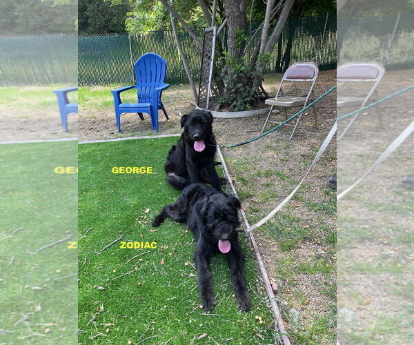 Medium Photo #1 Labradoodle Puppy For Sale in Woodland Hills, CA, USA