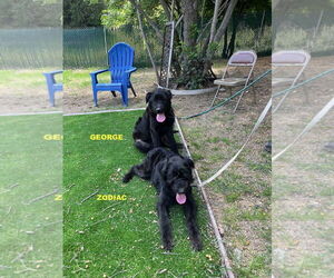 Labradoodle Dogs for adoption in Woodland Hills, CA, USA