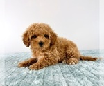 Small #2 Cavapoo (Miniature)