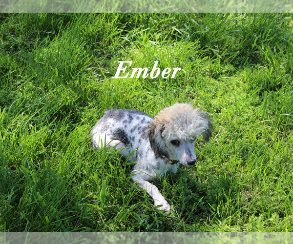 Medium Photo #22 Poodle (Toy) Puppy For Sale in CHANUTE, KS, USA