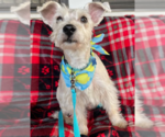 Small #3 Mutt