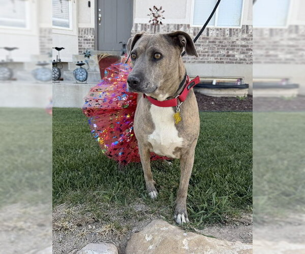 Medium Photo #6 Mutt Puppy For Sale in Sandy, UT, USA
