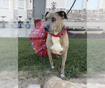 Small #5 Mutt
