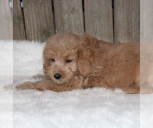 Goldendoodle-Poodle (Miniature) Mix Puppy for sale in STANLEY, WI, USA