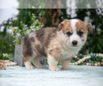 Small Photo #33 Pembroke Welsh Corgi Puppy For Sale in NEW CONCORD, OH, USA