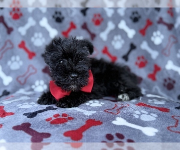 Medium Photo #1 Schnauzer (Miniature) Puppy For Sale in LAKELAND, FL, USA