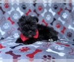 Image preview for Ad Listing. Nickname: Zeus