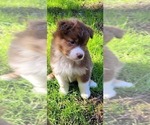 Small #9 Australian Shepherd