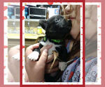 Small Photo #14 Pembroke Welsh Corgi Puppy For Sale in LOGAN, NM, USA