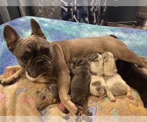 Mother of the French Bulldog puppies born on 01/12/2024