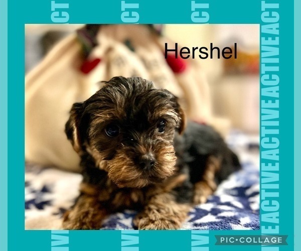Medium Photo #4 -Yorkshire Terrier Mix Puppy For Sale in BENNINGTON, IN, USA