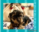Small Photo #4 -Yorkshire Terrier Mix Puppy For Sale in BENNINGTON, IN, USA