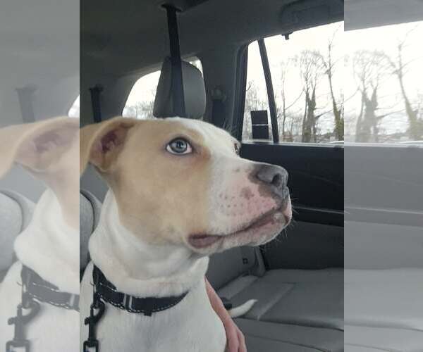 Medium Photo #2 Mutt Puppy For Sale in Woodbury, NY, USA