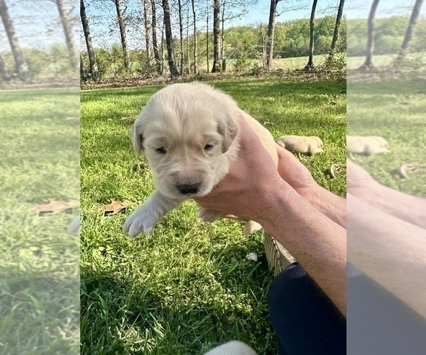 Medium Photo #20 Golden Retriever Puppy For Sale in CONCORD, VA, USA