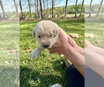 Small Photo #20 Golden Retriever Puppy For Sale in CONCORD, VA, USA