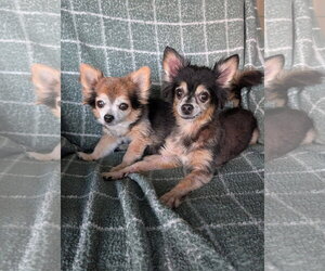 Chihuahua-Unknown Mix Dogs for adoption in Oakhurst, NJ, USA