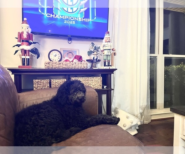Medium Photo #7 Aussiedoodle-Labradoodle Mix Puppy For Sale in DAPHNE, AL, USA