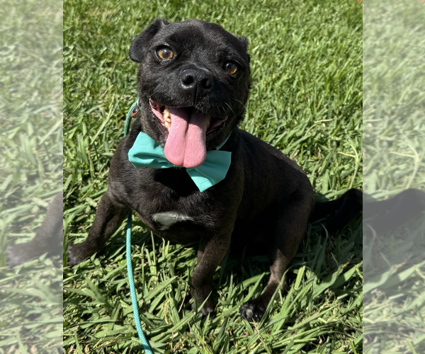 Medium Photo #6 Pug-Unknown Mix Puppy For Sale in Newport Beach, CA, USA