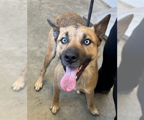 Medium Photo #1 German Shepherd Dog-Unknown Mix Puppy For Sale in Corona, CA, USA