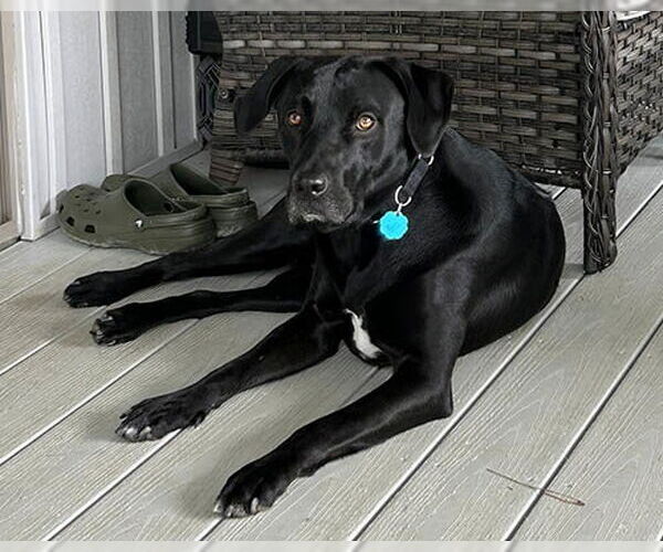 Medium Photo #2 Mutt Puppy For Sale in Lake Wylie, SC, USA