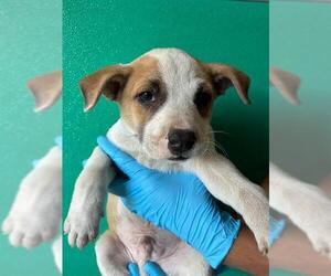 Texas Heeler-Unknown Mix Dogs for adoption in Visalia, CA, USA