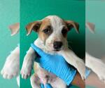 A256467 - Male Texas Heeler-Unknown Mix Dog for Adoption - Small photo