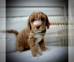 Small Photo #17 Goldendoodle (Miniature) Puppy For Sale in OWENSBORO, KY, USA